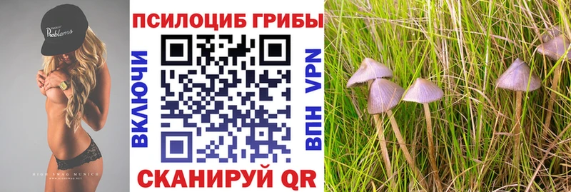 магазин продажи наркотиков  Шарья  Псилоцибиновые грибы ЛСД 